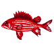 squirelfish