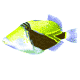 triggerfish