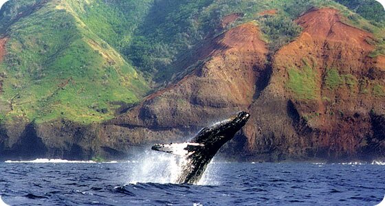 Kauai Whales