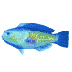 parrotfish